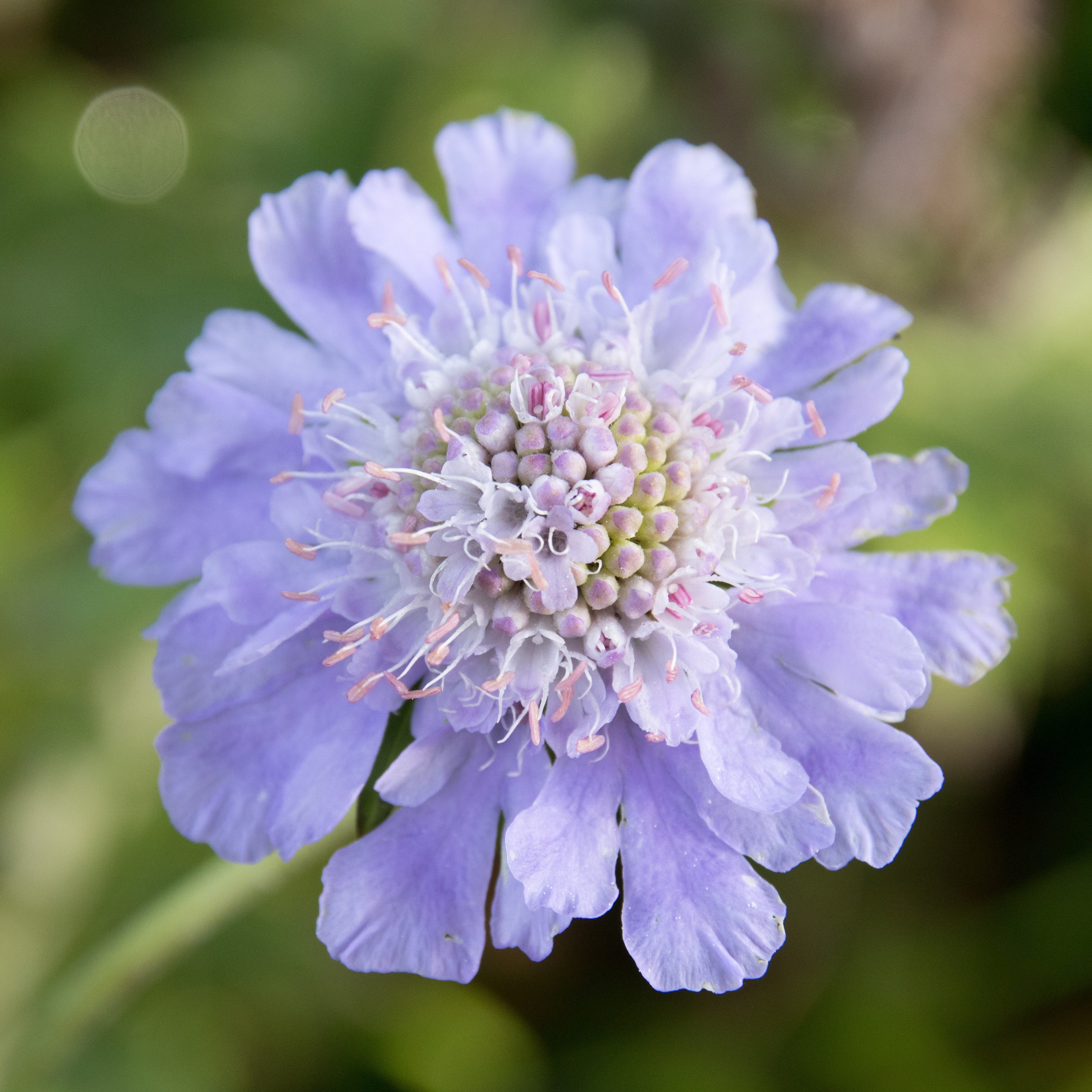 Scabiosa Flower seeds for Planting - Colorful Display, Heirloom & GMO Free Seeds for Home Garden