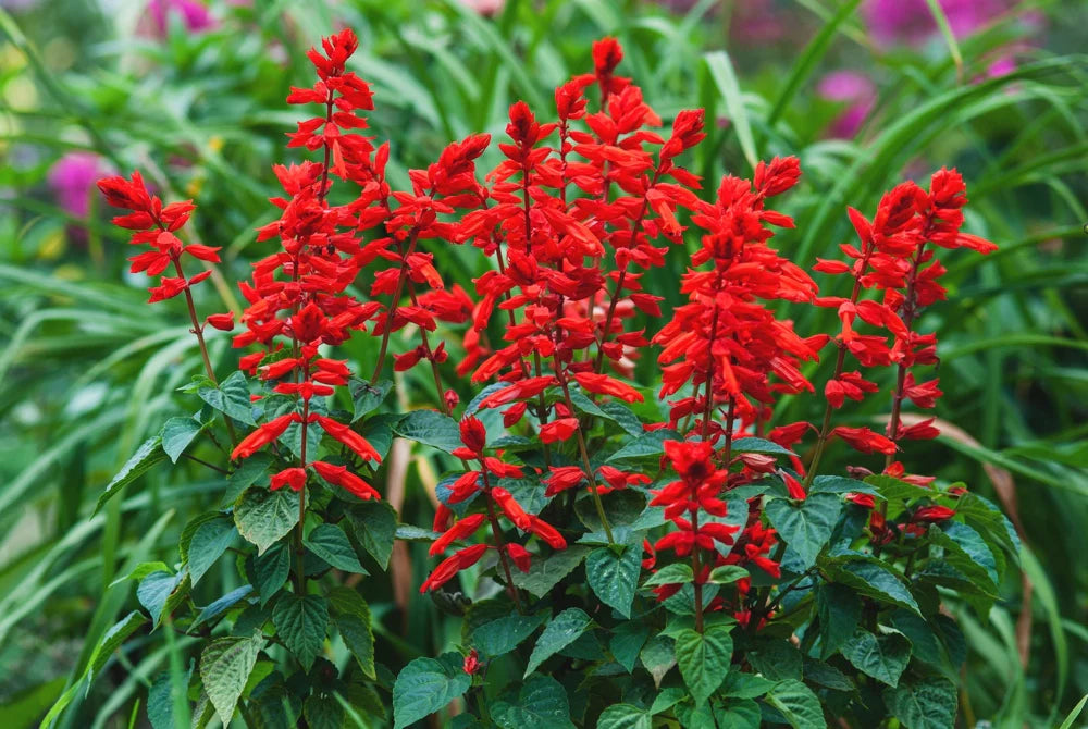 Sage Seeds for Planting  Perennial Garden Beauty - Evergrowseeds
