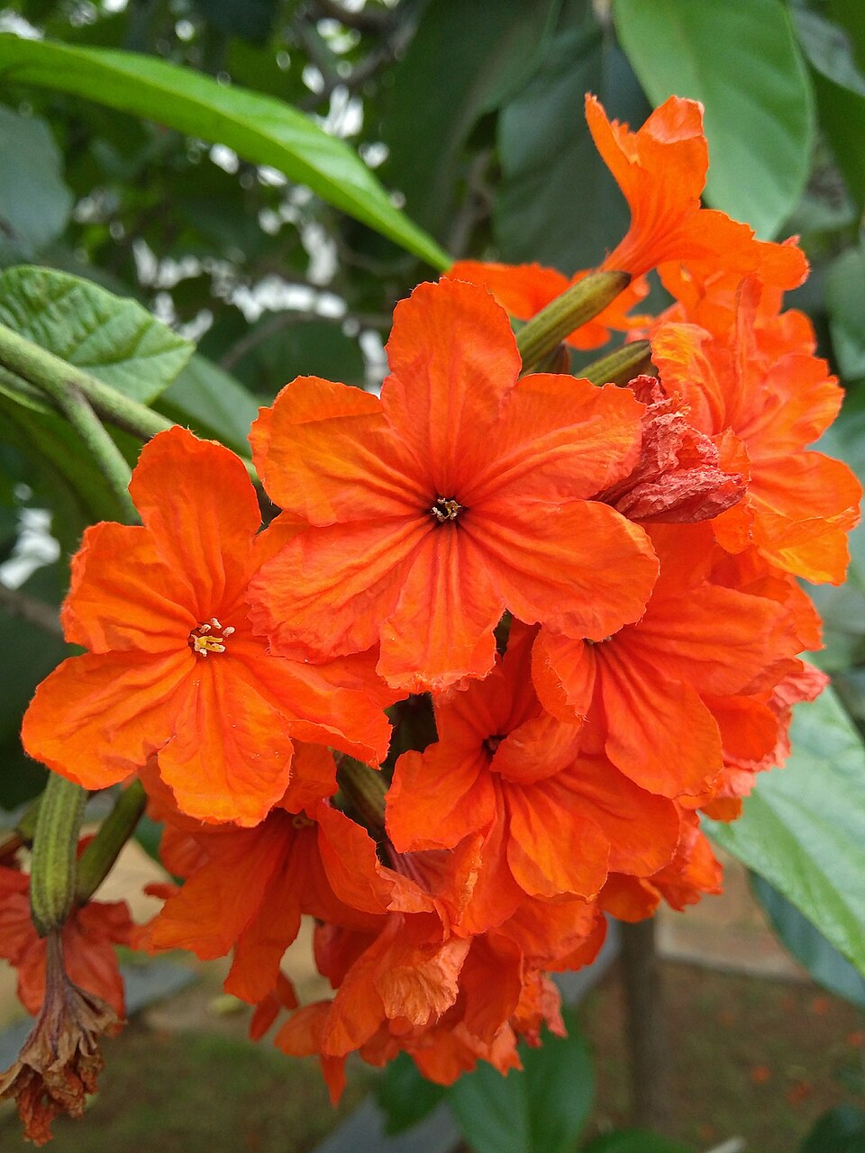 Orange Cordia Sebestena Flower seeds for Planting - Long Bloom Season, Heirloom & GMO Free Seeds for Home Garden