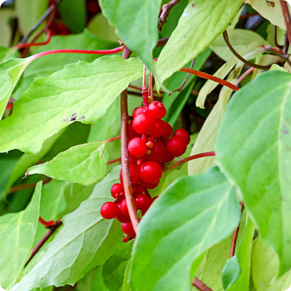 Schisandra (Schisandra chinensis) Seeds - Wu-wei-zi