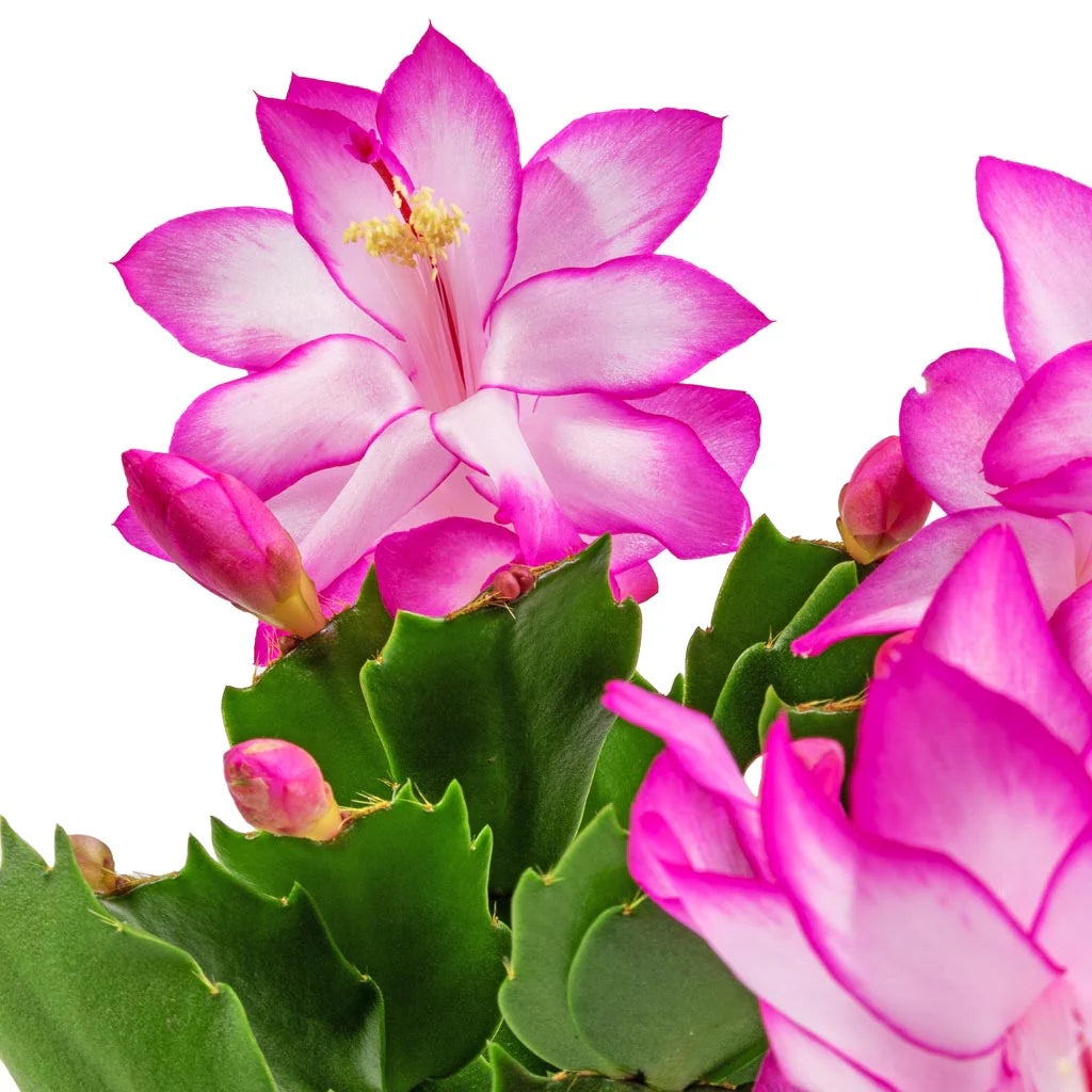 Pink Schlumbergera Flower seeds for Planting - Shade Tolerant, Heirloom & GMO Free Seeds for Home Garden
