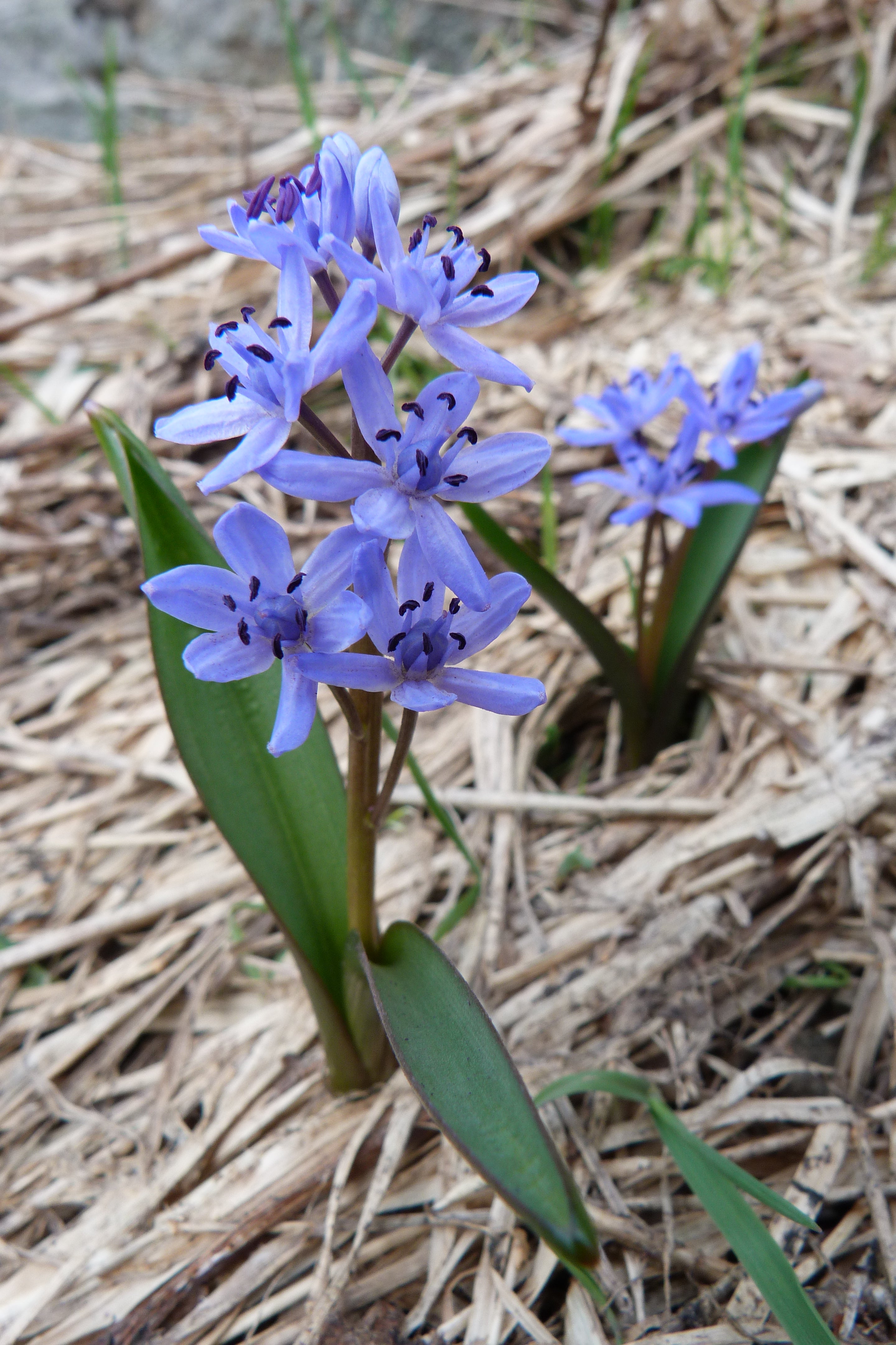 Scilla Bifolia Flower seeds for Planting - Premium Quality, Heirloom & GMO Free Seeds for Home Garden