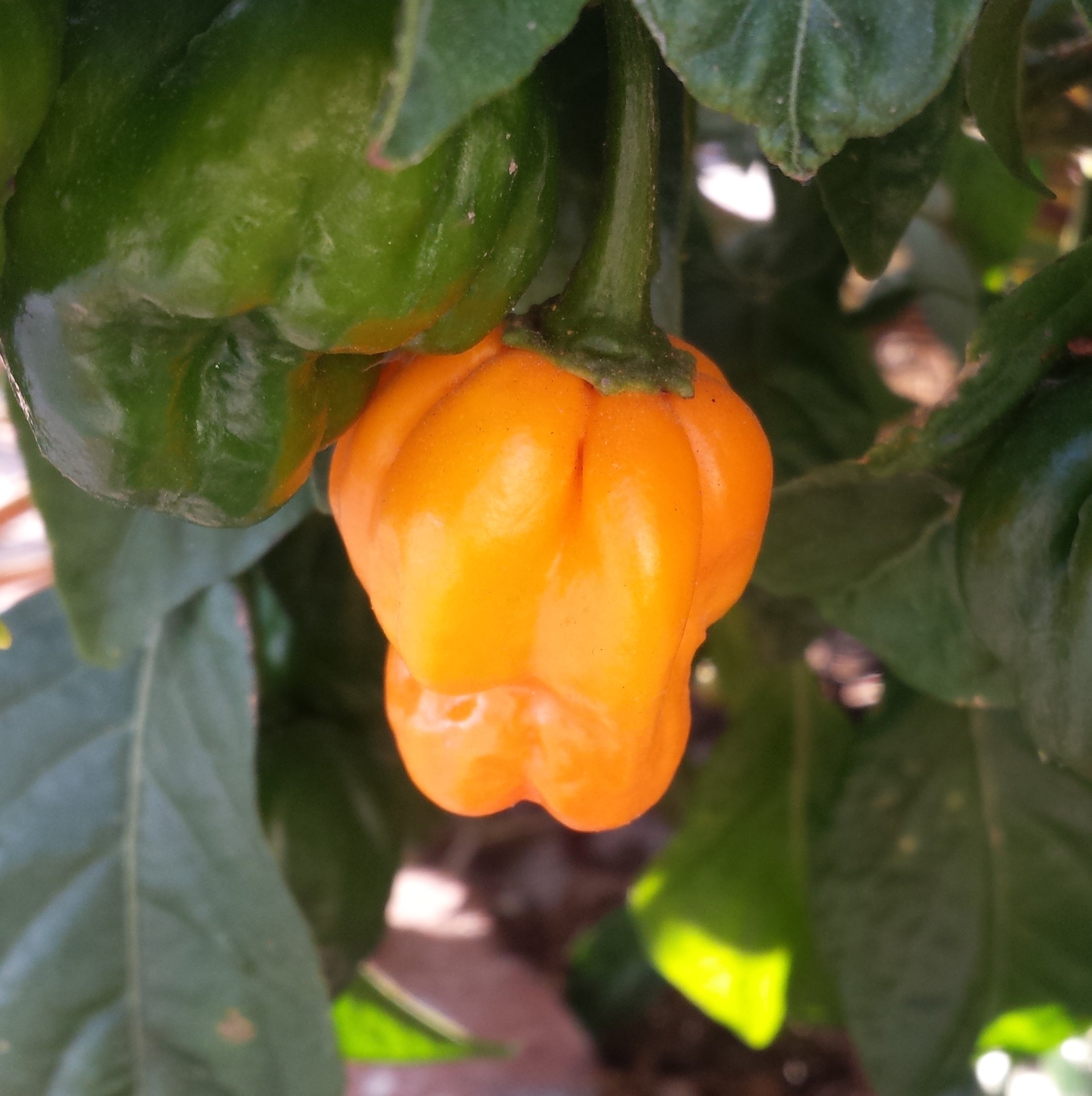 Jamaican Scotch Bonnet Pepper Seeds for Planting  Hot Pepper Variety - Evergrowseeds