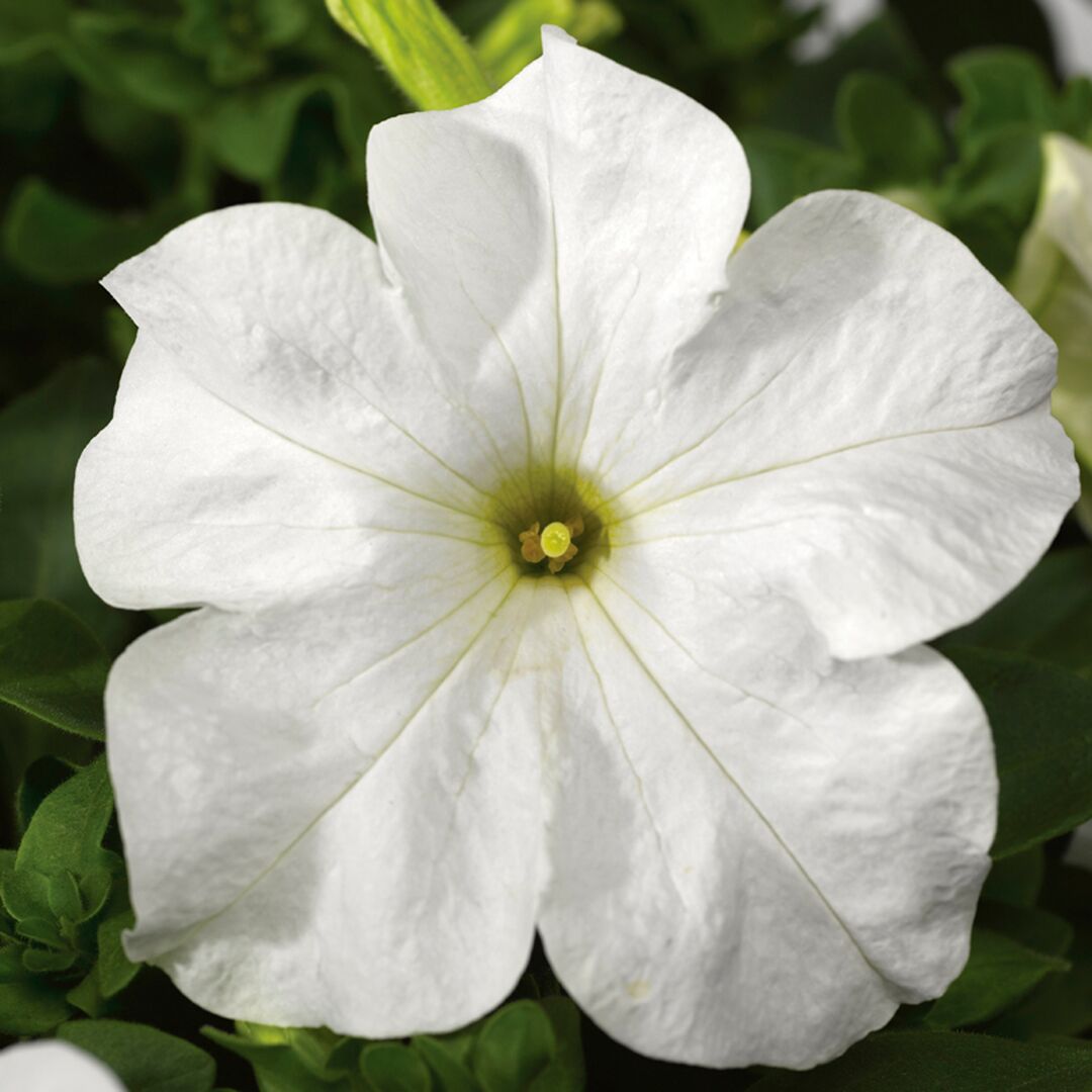 White Petunia Grandiflora Seeds Flower seeds for Planting - Cottage Garden Essential, Heirloom & GMO Free Seeds for Home Garden