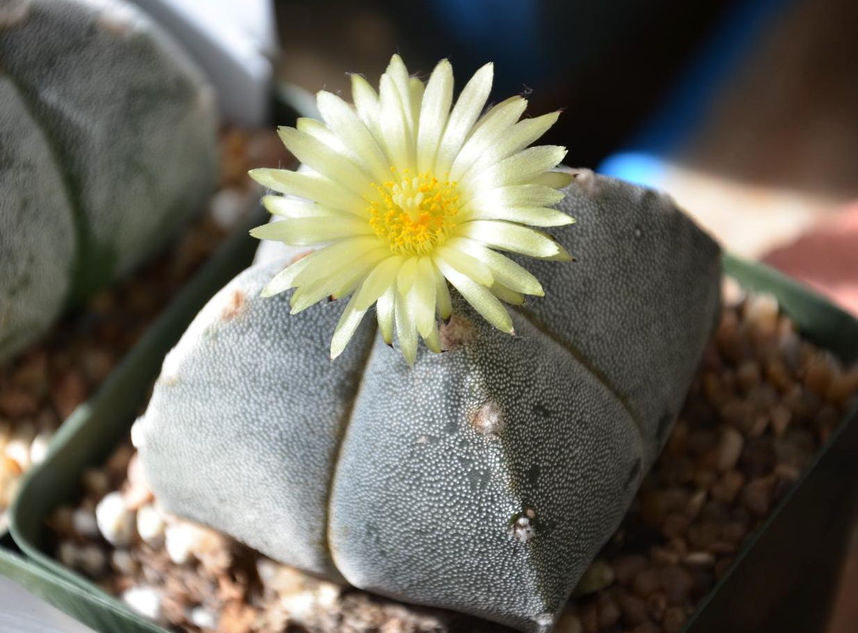 Astrophytum Myriosrigma Flower seeds for Planting - Fragrant Blossoms, Heirloom & GMO Free Seeds for Home Garden