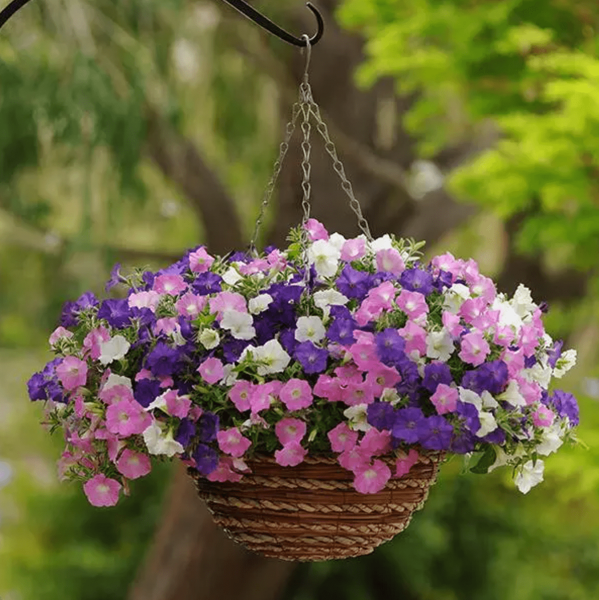 Bedding Flower seeds for Planting - Low Maintenance, Heirloom & GMO Free Seeds for Home Garden