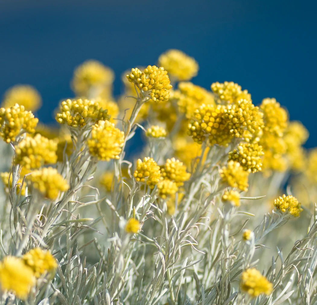 Helichrysum Italicum Flower seeds for Planting - Wildflower Mix, Heirloom & GMO Free Seeds for Home Garden