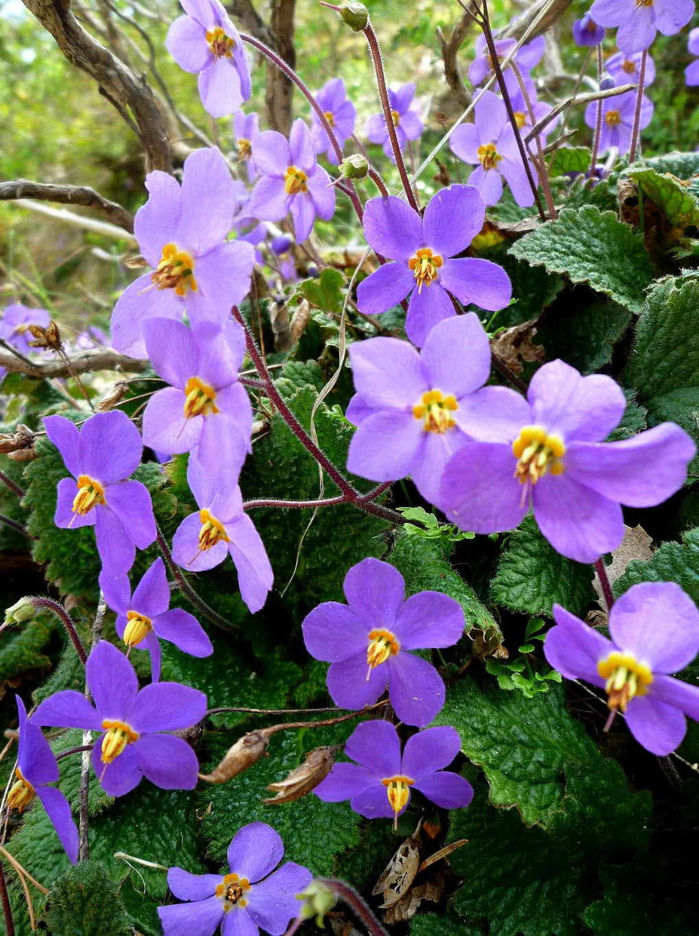 Ramonda Myconi Flower seeds for Planting - Low Maintenance, Heirloom & GMO Free Seeds for Home Garden