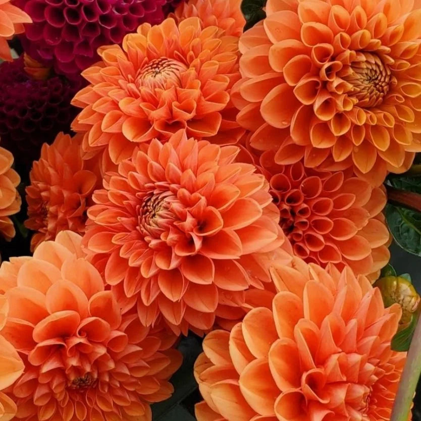 Dark Orange Dahlia Flower Seeds for Planting Wildflower Mix Heirloom & GMO Free Seeds for Home Garden
 
 Sale