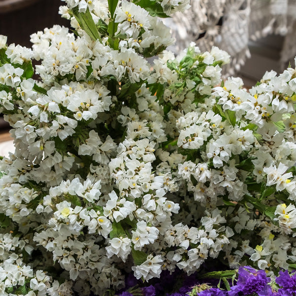 Sea Lavender Flower seeds for Planting - Long Bloom Season, Heirloom & GMO Free Seeds for Home Garden
