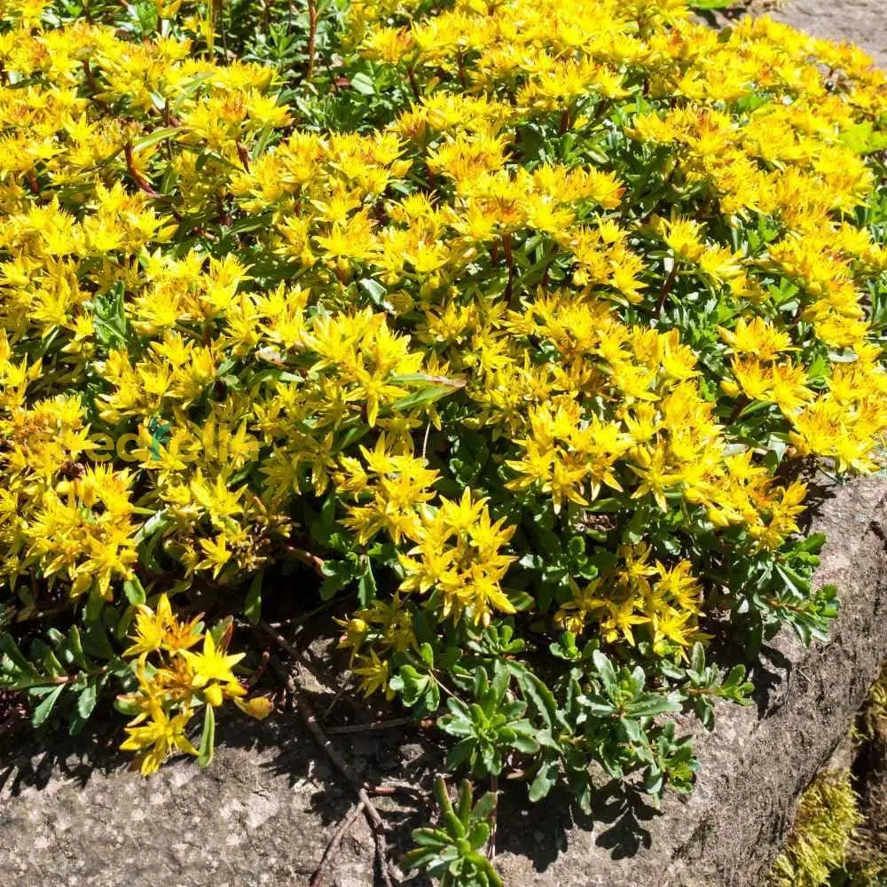 Sedum flower garden seeds for outdoor planting