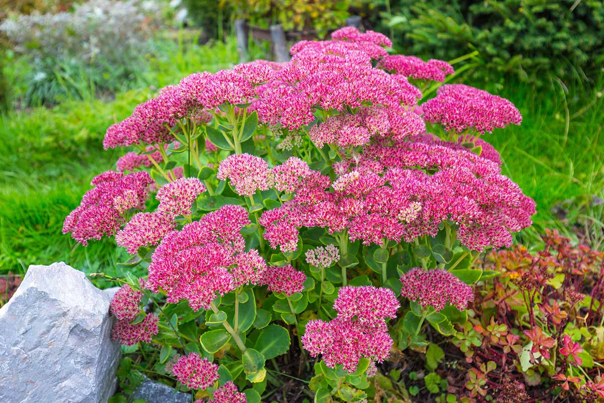 Pink Sedum Flower seeds for Planting - Drought Tolerant, Heirloom & GMO Free Seeds for Home Garden