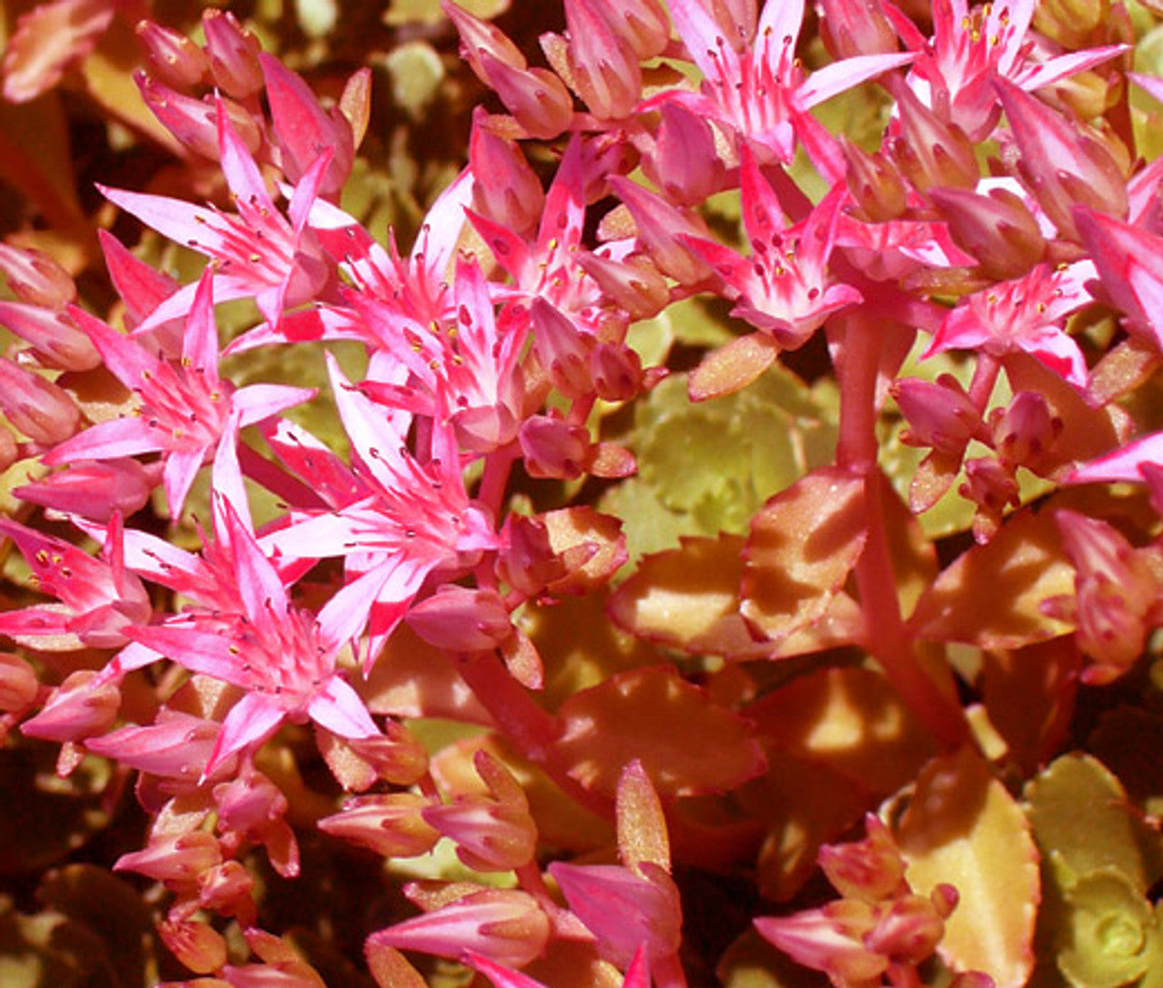 Sedum Voodoo flowering seeds for gardens
