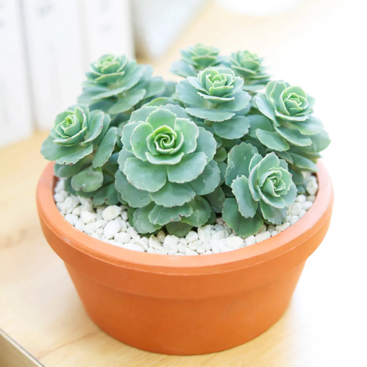 Green Cliff Stonecrop Flower seeds for Planting - Easy to Grow, Heirloom & GMO Free Seeds for Home Garden