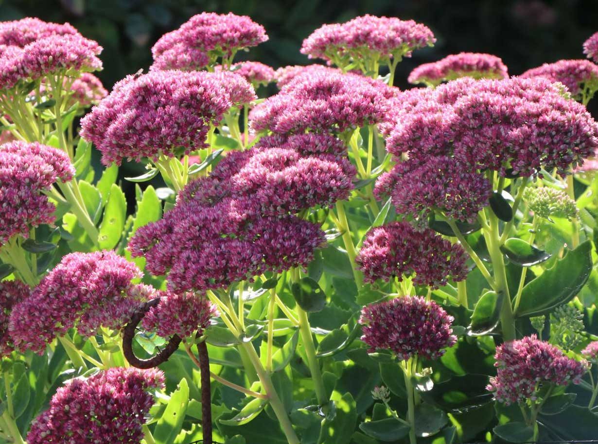 Spectabile Flower seeds for Planting - Low Maintenance, Heirloom & GMO Free Seeds for Home Garden
