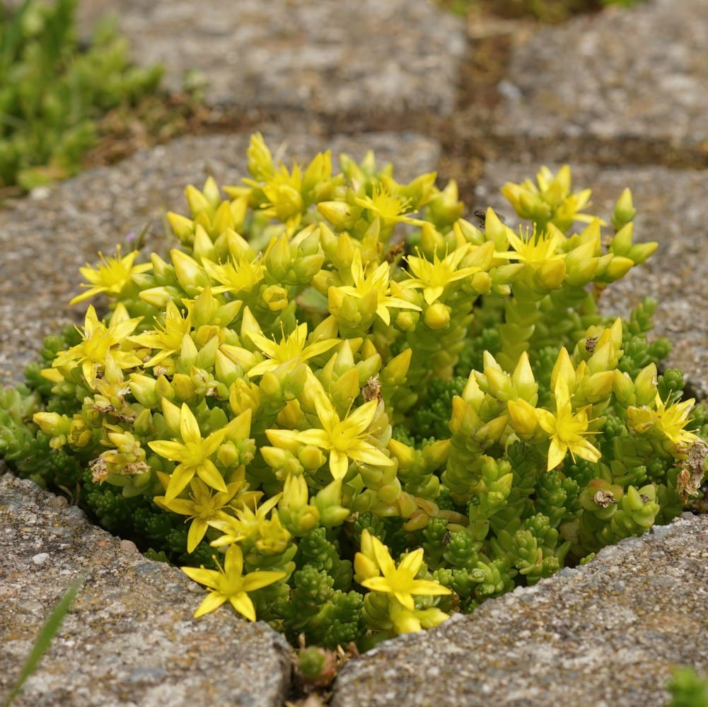 Yellow Sedum Flower seeds for Planting - Fragrant Blossoms, Heirloom & GMO Free Seeds for Home Garden