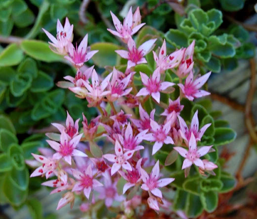 Pink Sedum Stolon Flower seeds for Planting - Garden Favorite, Heirloom & GMO Free Seeds for Home Garden