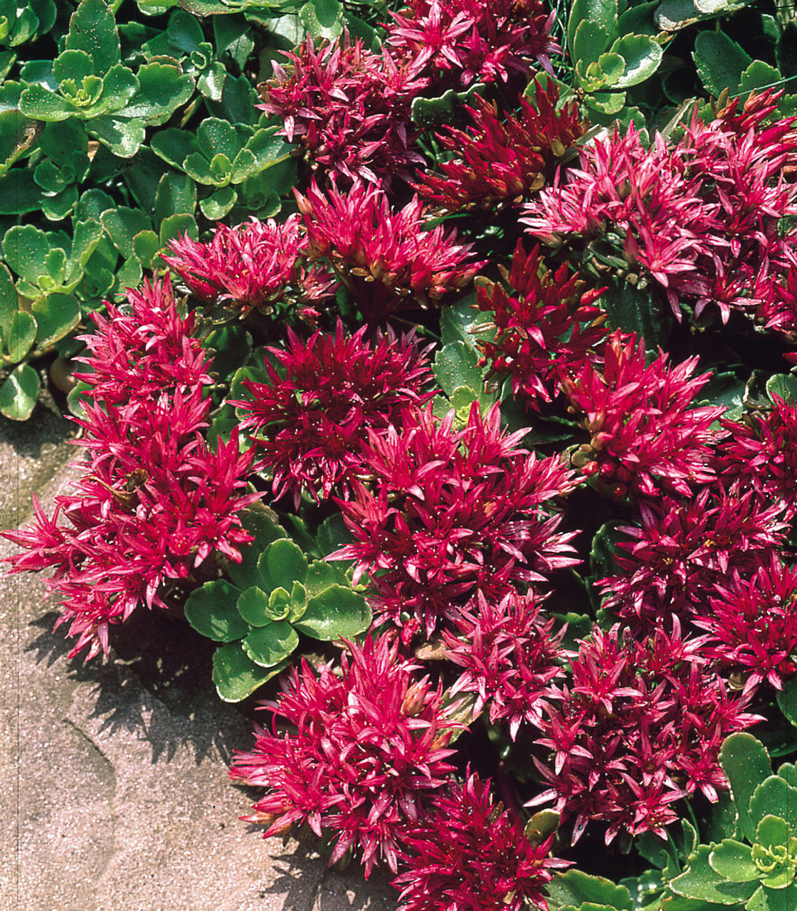 Sedum Spurium Flower seeds for Planting - Easy to Grow, Heirloom & GMO Free Seeds for Home Garden