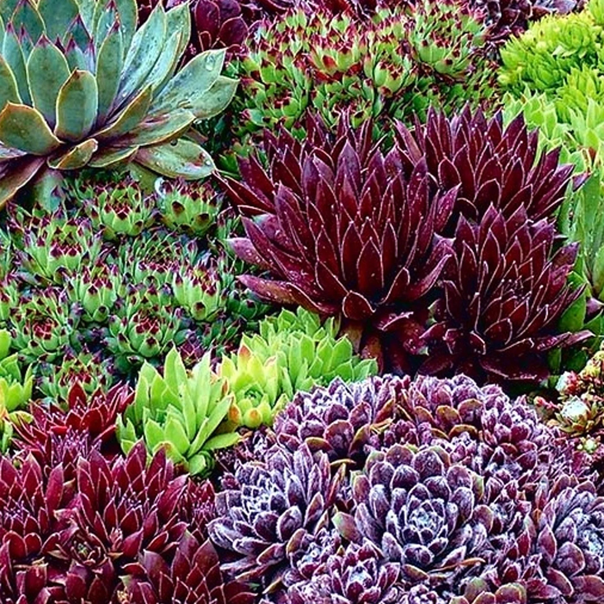 Mixed Sempervivum Flower seeds for Planting - Pollinator Friendly, Heirloom & GMO Free Seeds for Home Garden