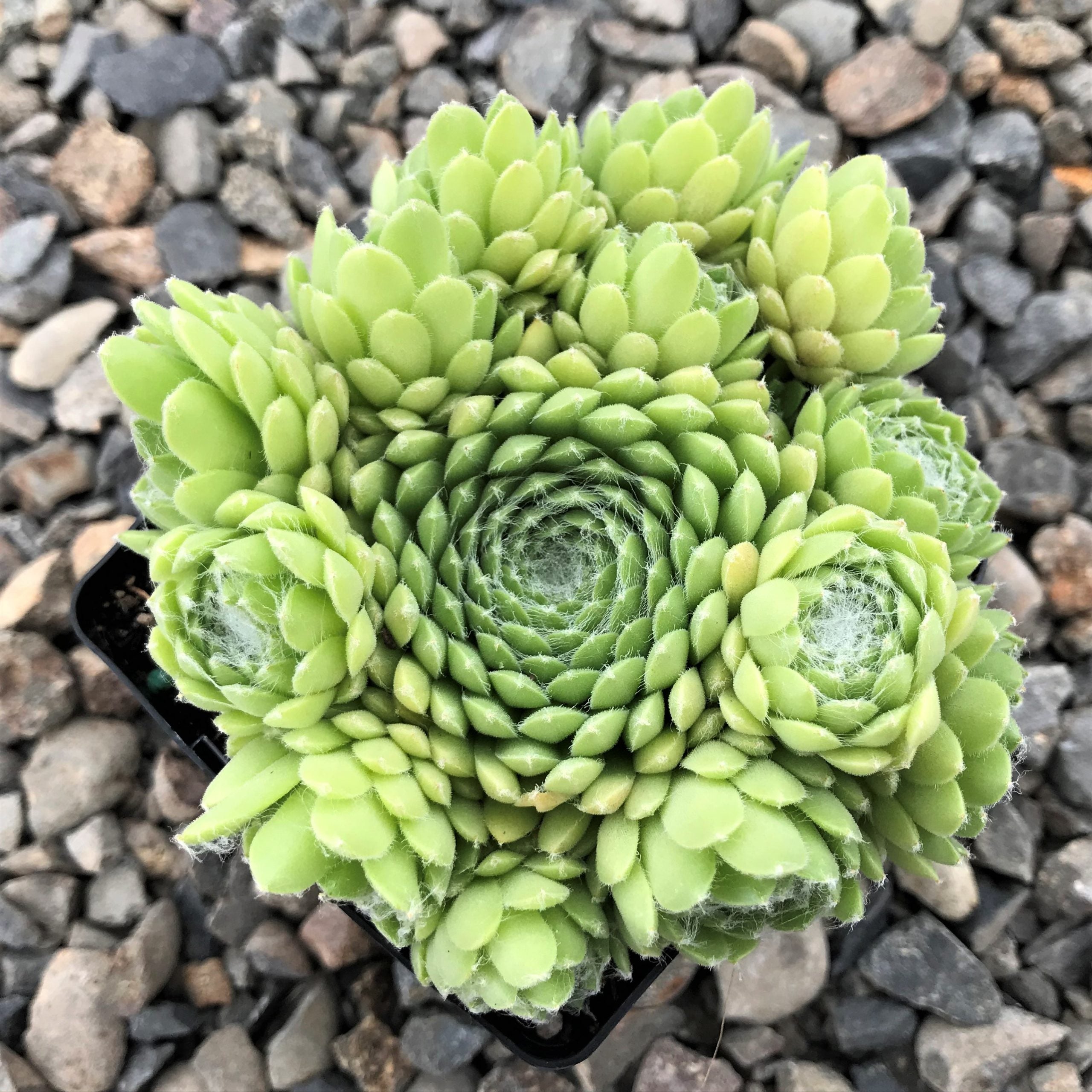 Hens and Chicks Flower seeds for Planting - Sun Loving, Heirloom & GMO Free Seeds for Home Garden