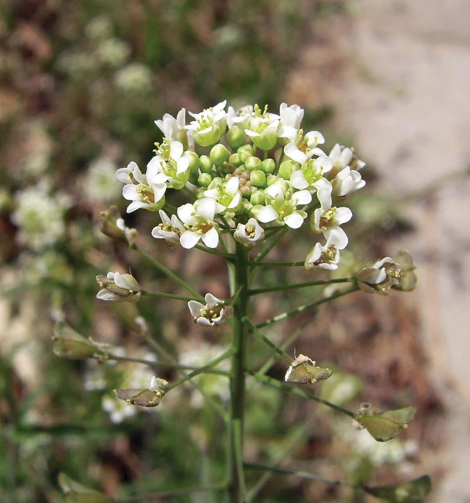 Shepherd's Purse Seeds  Ideal for Planting