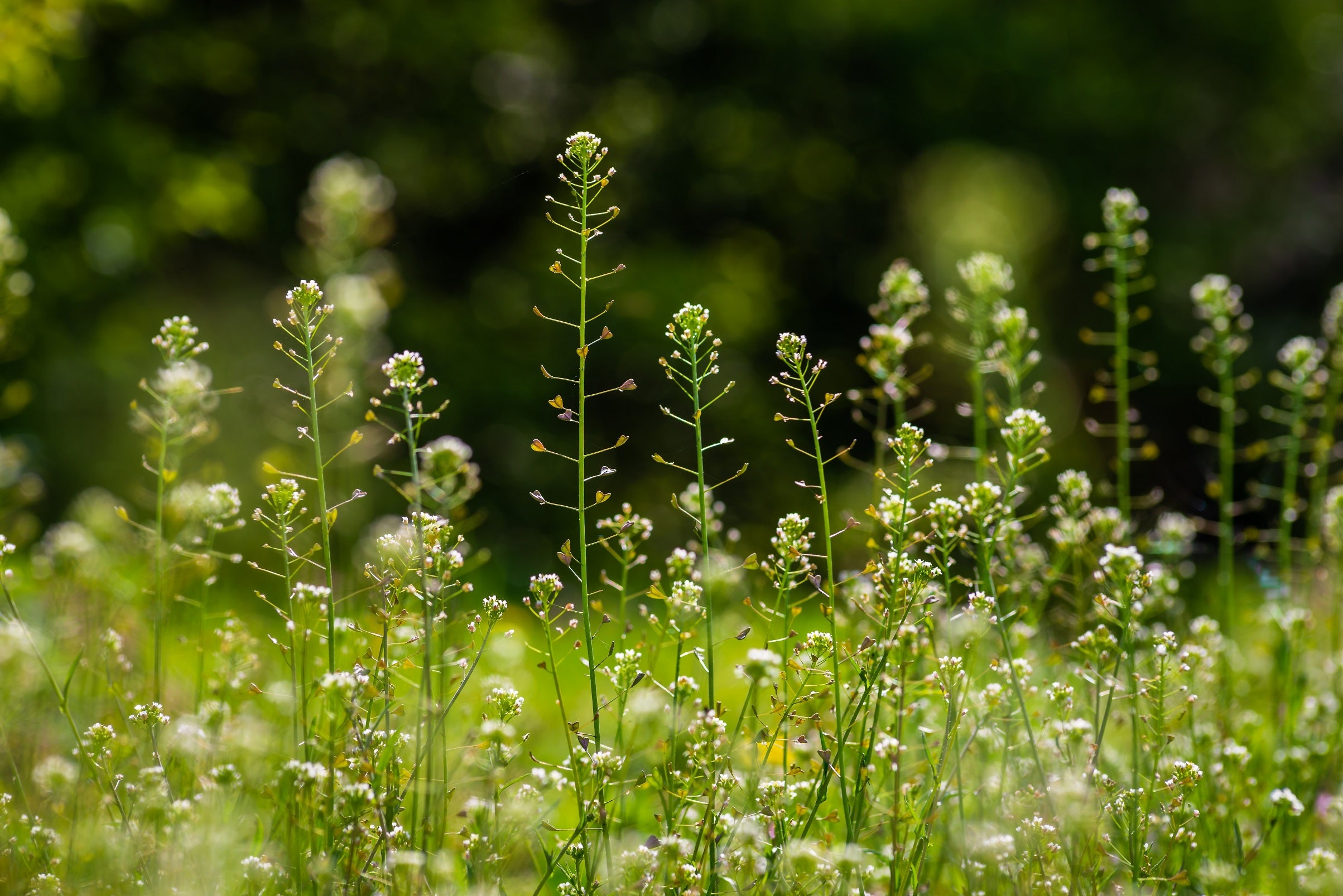 Green Shepherd's Purse Seeds for Easy Planting