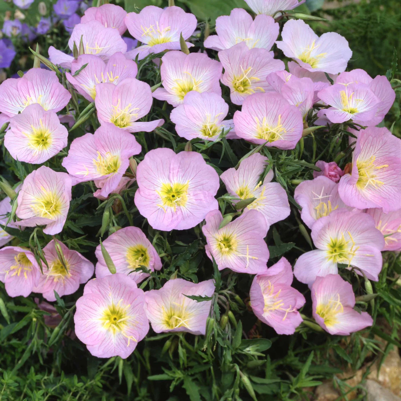 Purple Primrose Flower seeds for Planting - Sun Loving, Heirloom & GMO Free Seeds for Home Garden