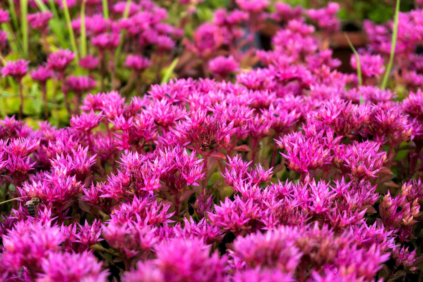 Purple Spurium Coccineum Flower seeds for Planting - Vibrant Colors, Heirloom & GMO Free Seeds for Home Garden