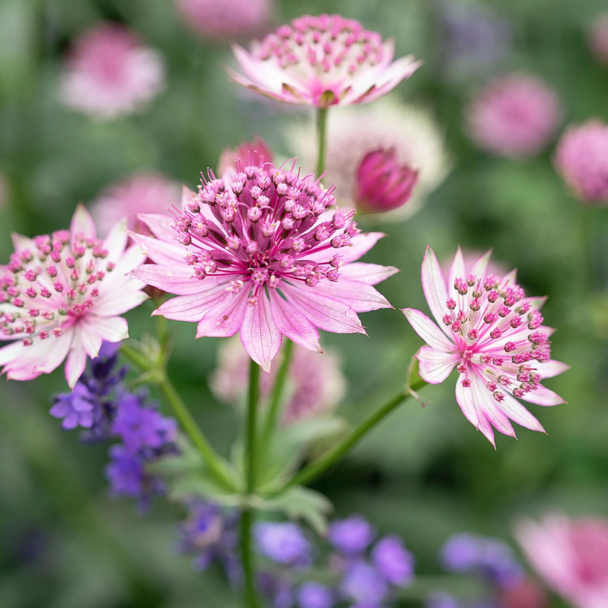 White Pink Astrantia Flower seeds for Planting - Cut Flower Favorite, Heirloom & GMO Free Seeds for Home Garden