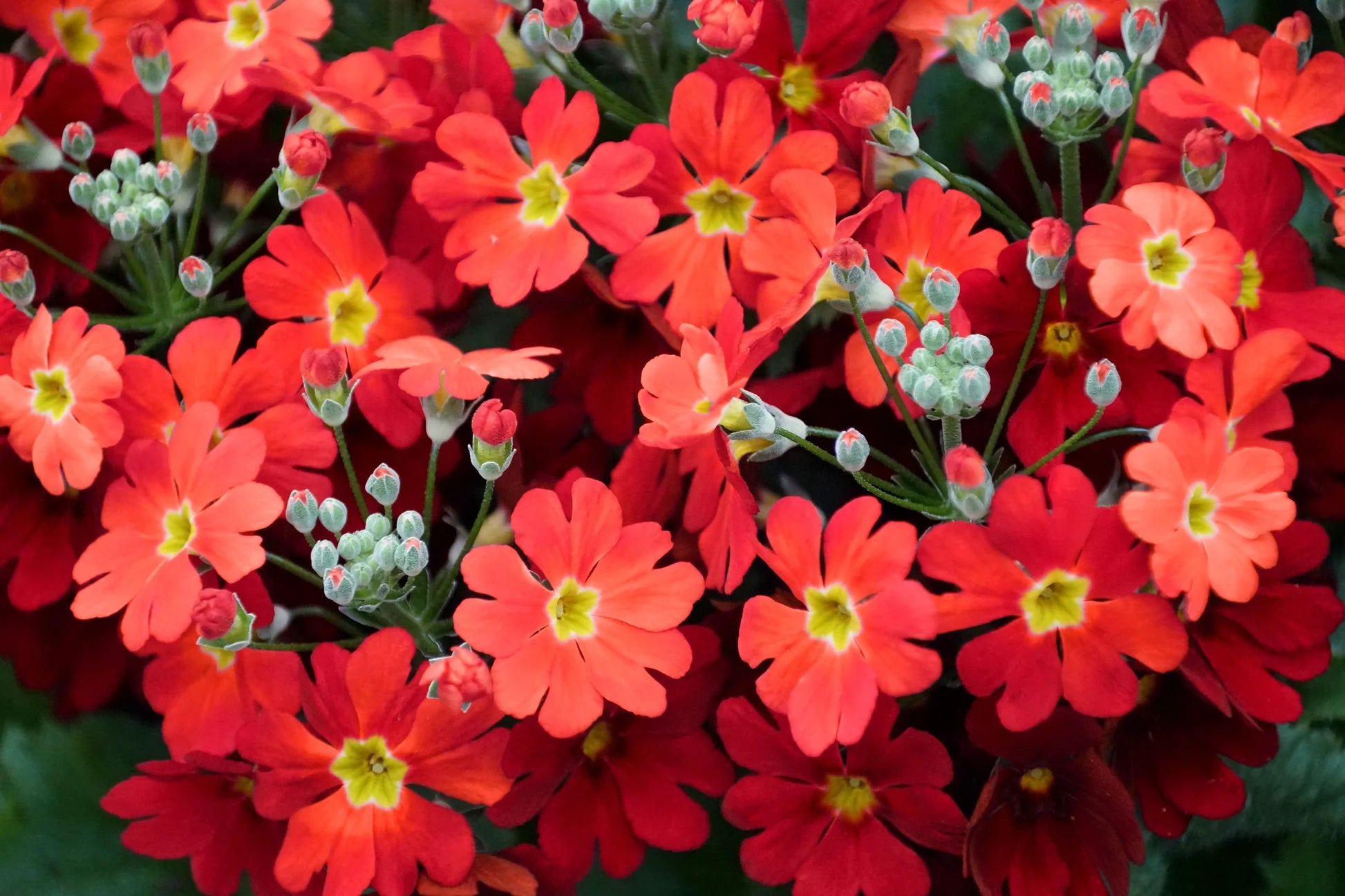 Primula Malacoides Red Flower seeds for Planting - Compact Growth, Heirloom & GMO Free Seeds for Home Garden