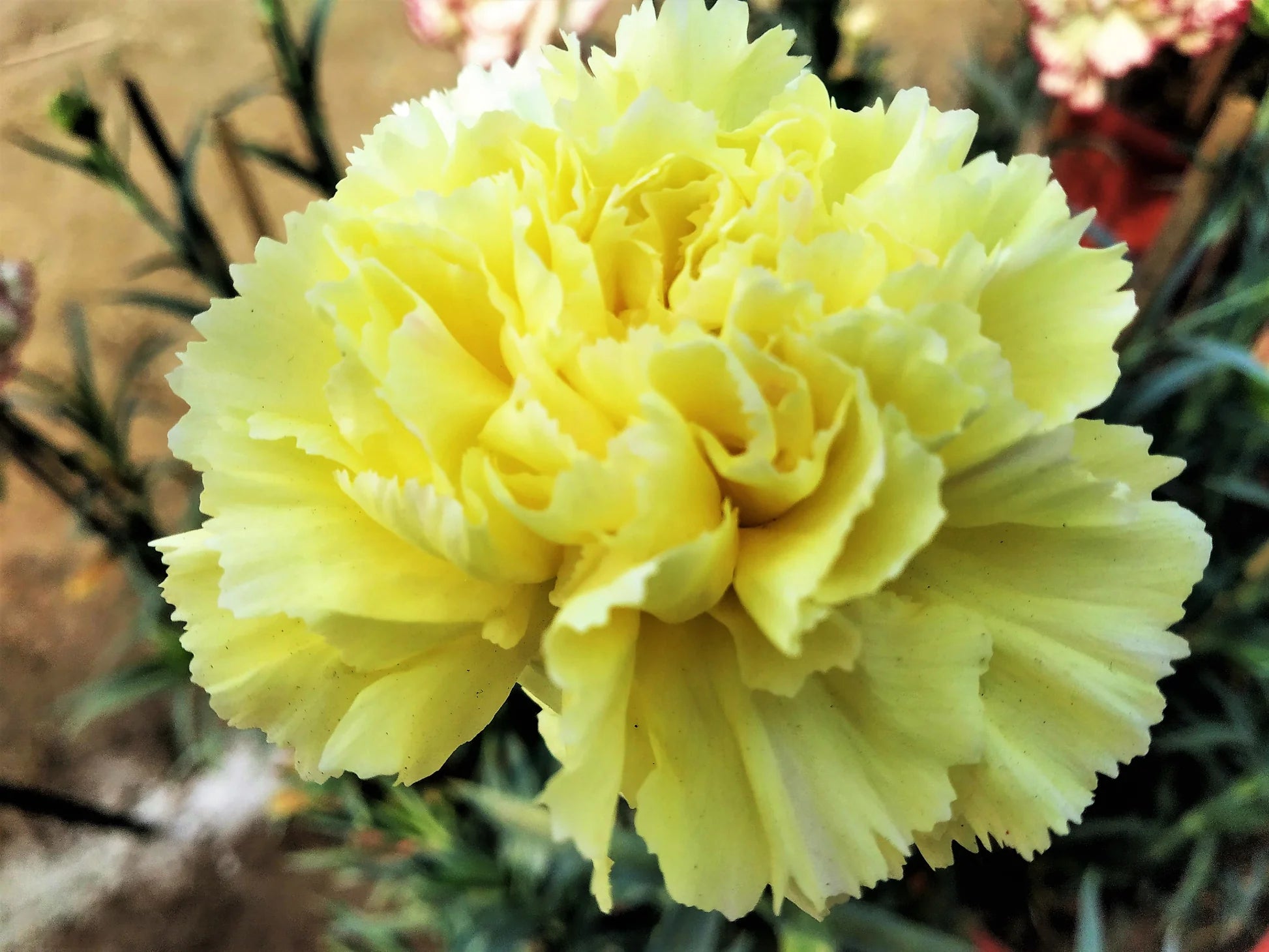 Yellow Dianthus Flower seeds for Planting - Wildflower Mix, Heirloom & GMO Free Seeds for Home Garden