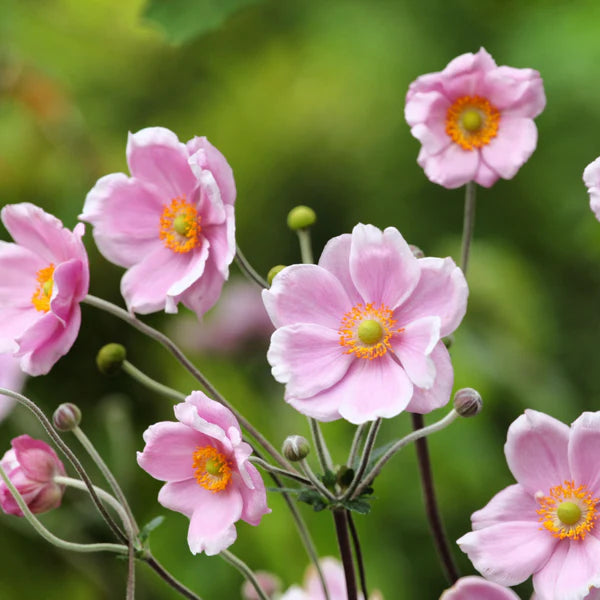 Pink White Anemone Flower Seeds for Planting Colorful Display Heirloom & GMO Free Seeds for Home Garden
 
 Sale