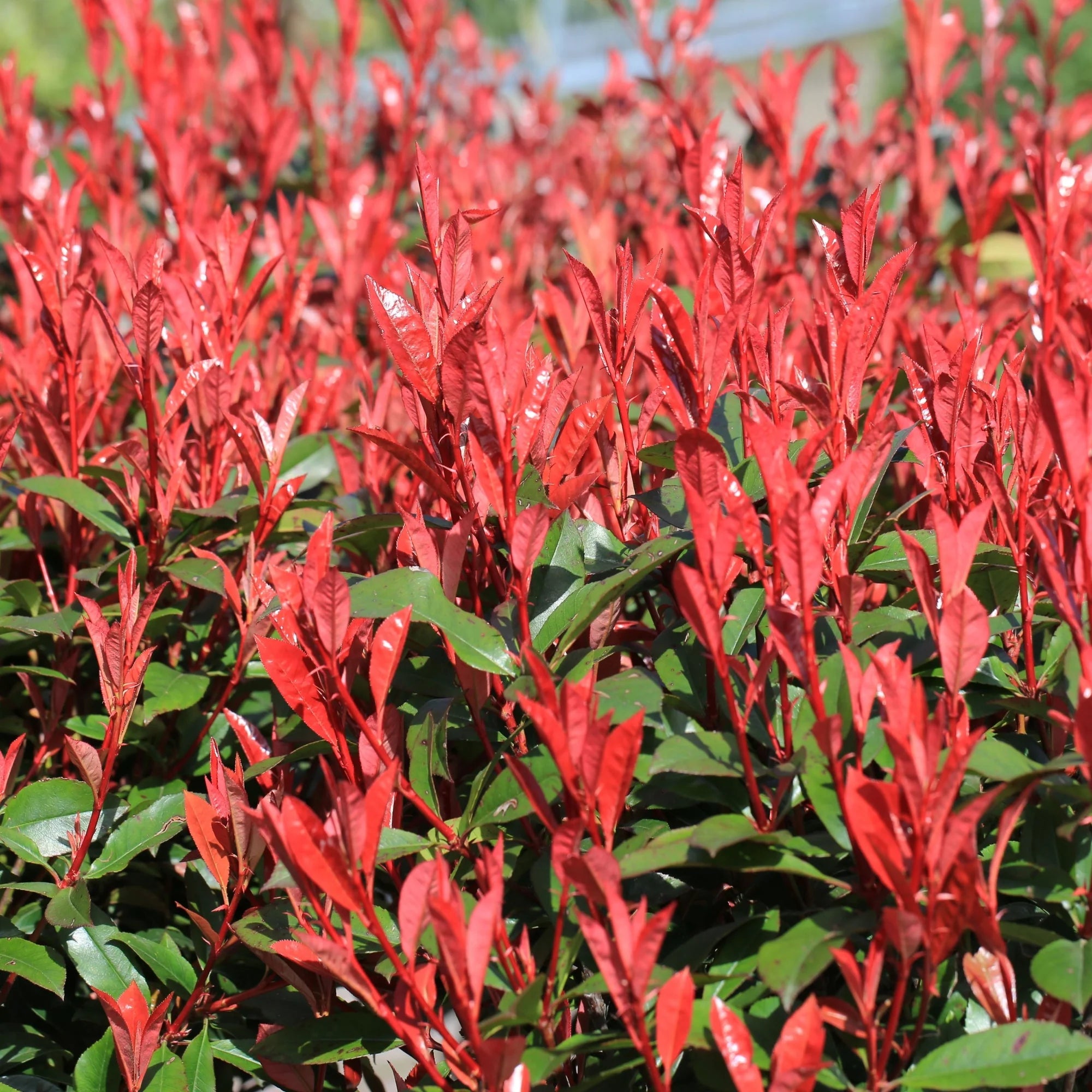 Red Photinia Robin Flower seeds for Planting - Drought Tolerant, Heirloom & GMO Free Seeds for Home Garden