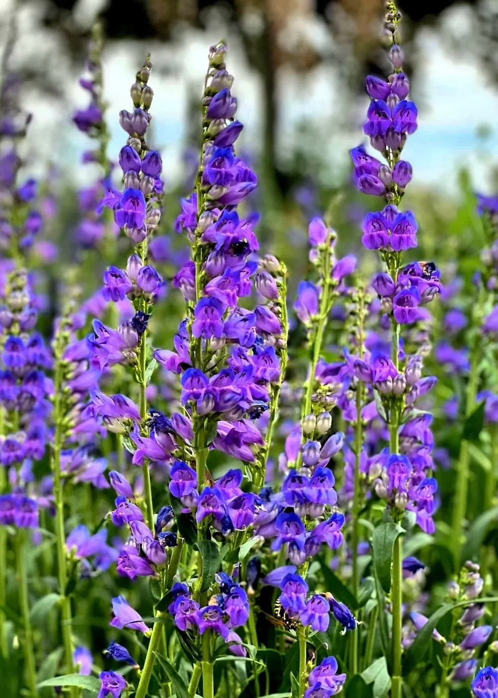 Blue Penstemon Flower seeds for Planting - Pollinator Friendly, Heirloom & GMO Free Seeds for Home Garden
