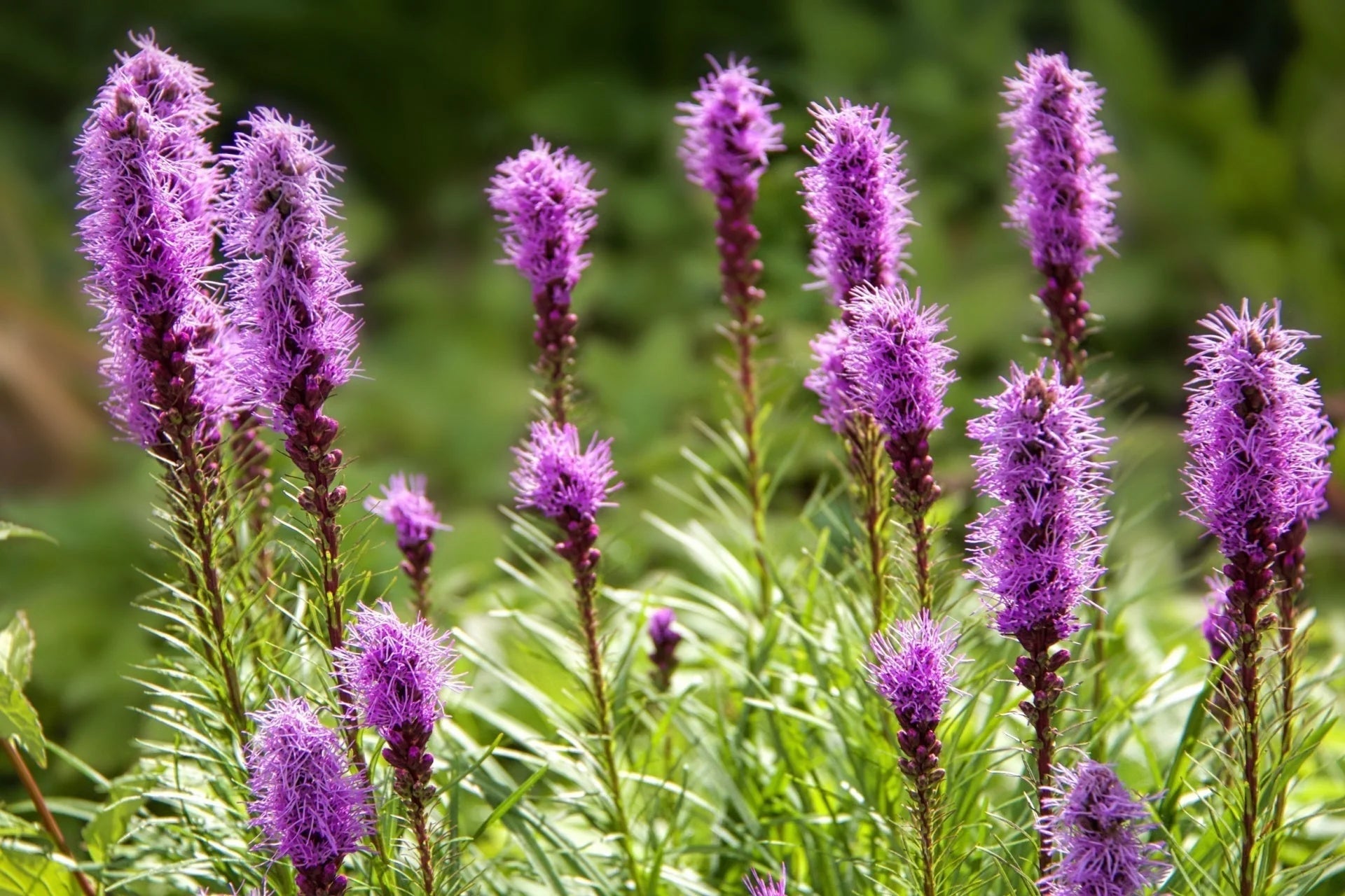 Liatris Flower seeds for Planting - Easy to Grow, Heirloom & GMO Free Seeds for Home Garden