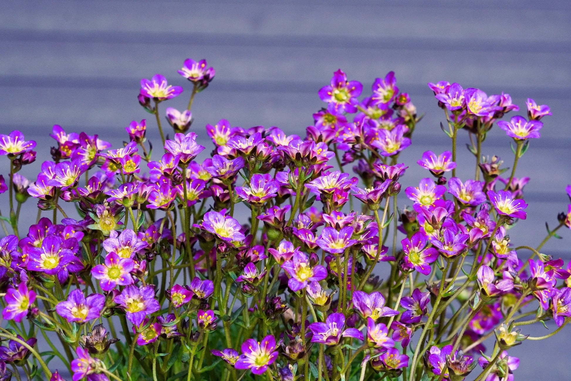 Purple Saxifraga Arendsii Flower seeds for Planting - Compact Growth, Heirloom & GMO Free Seeds for Home Garden