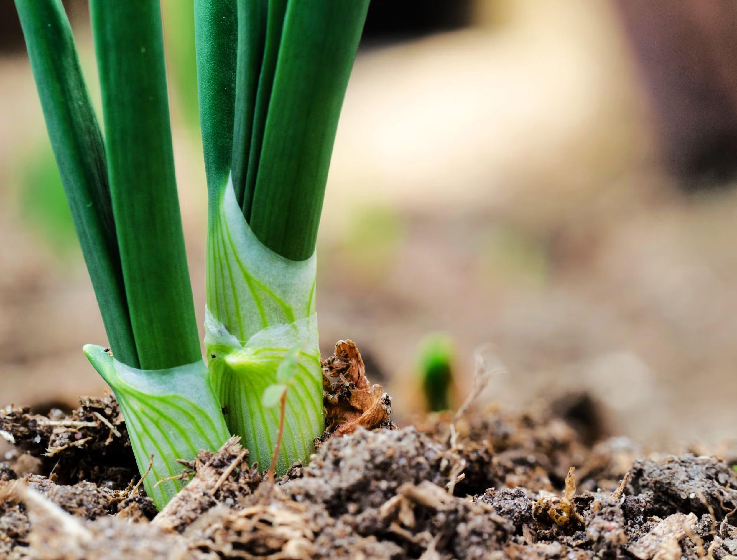 Green Scallion Seeds for Planting - Vegetable Garden Essentials