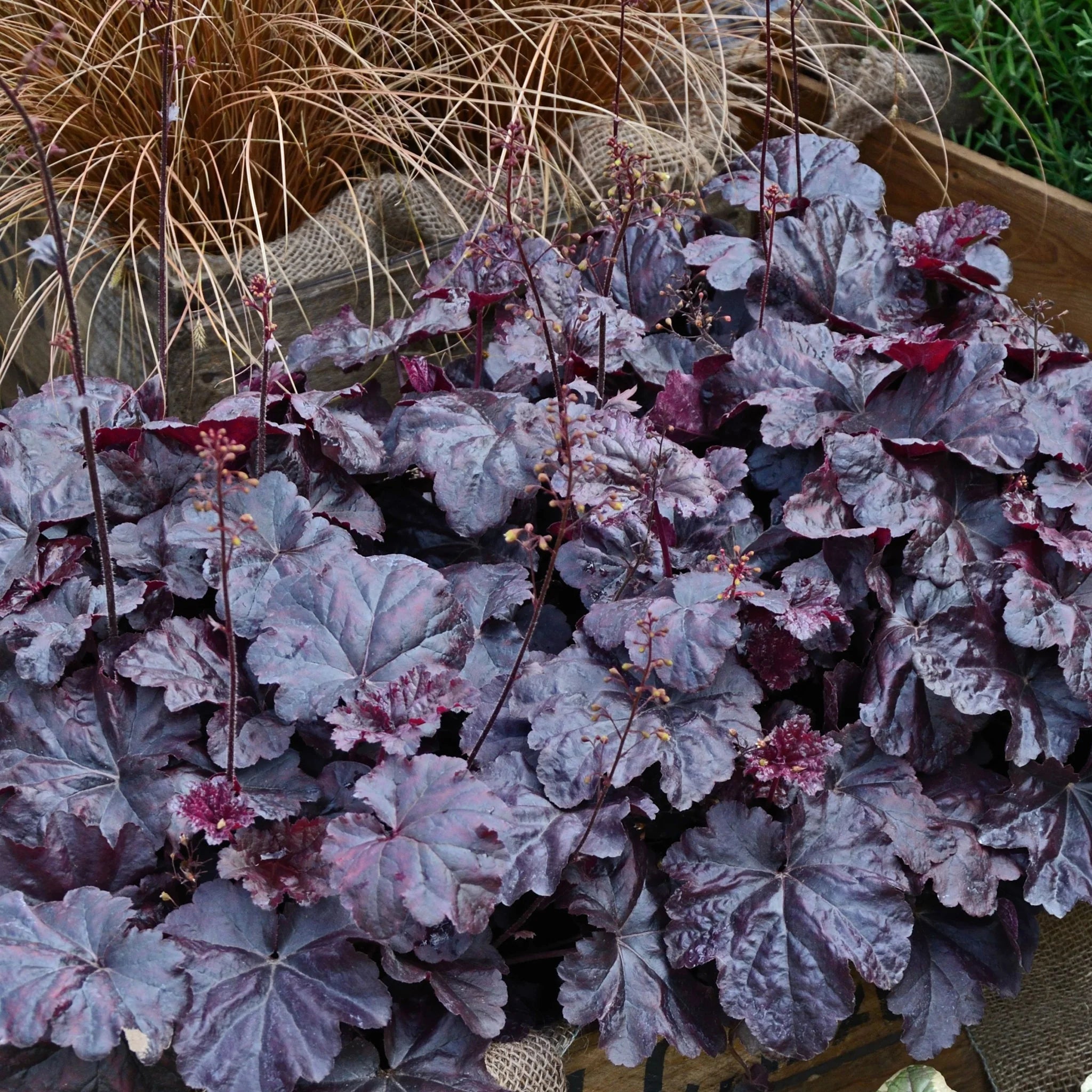 Black Obsidian Flower seeds for Planting - Cottage Garden Essential, Heirloom & GMO Free Seeds for Home Garden