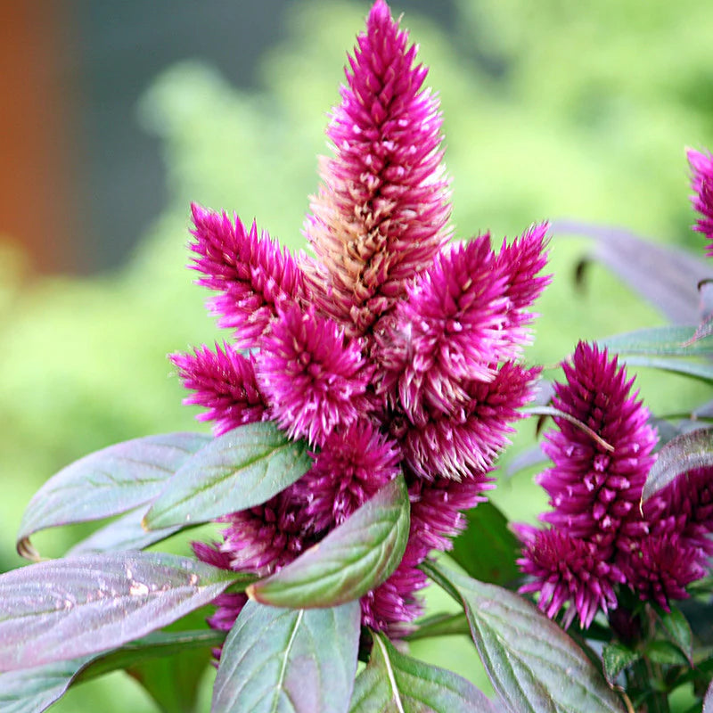 Celosia Spicata Flower seeds for Planting - Shade Tolerant, Heirloom & GMO Free Seeds for Home Garden