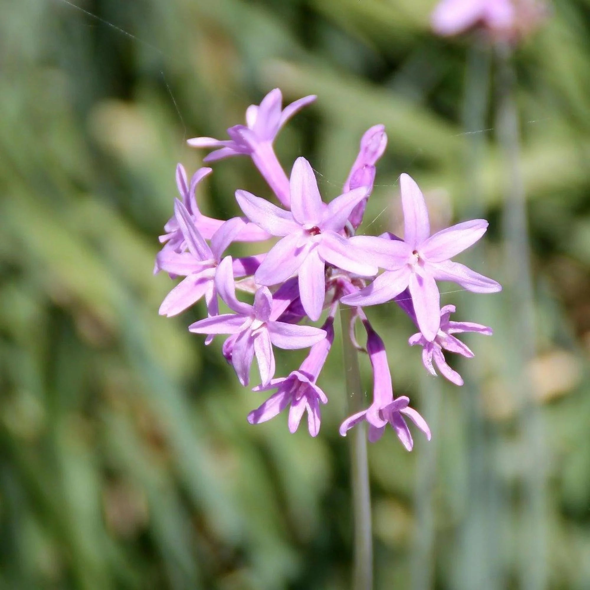 Tulbaghia Violacea Flower seeds for Planting - Easy to Grow, Heirloom & GMO Free Seeds for Home Garden