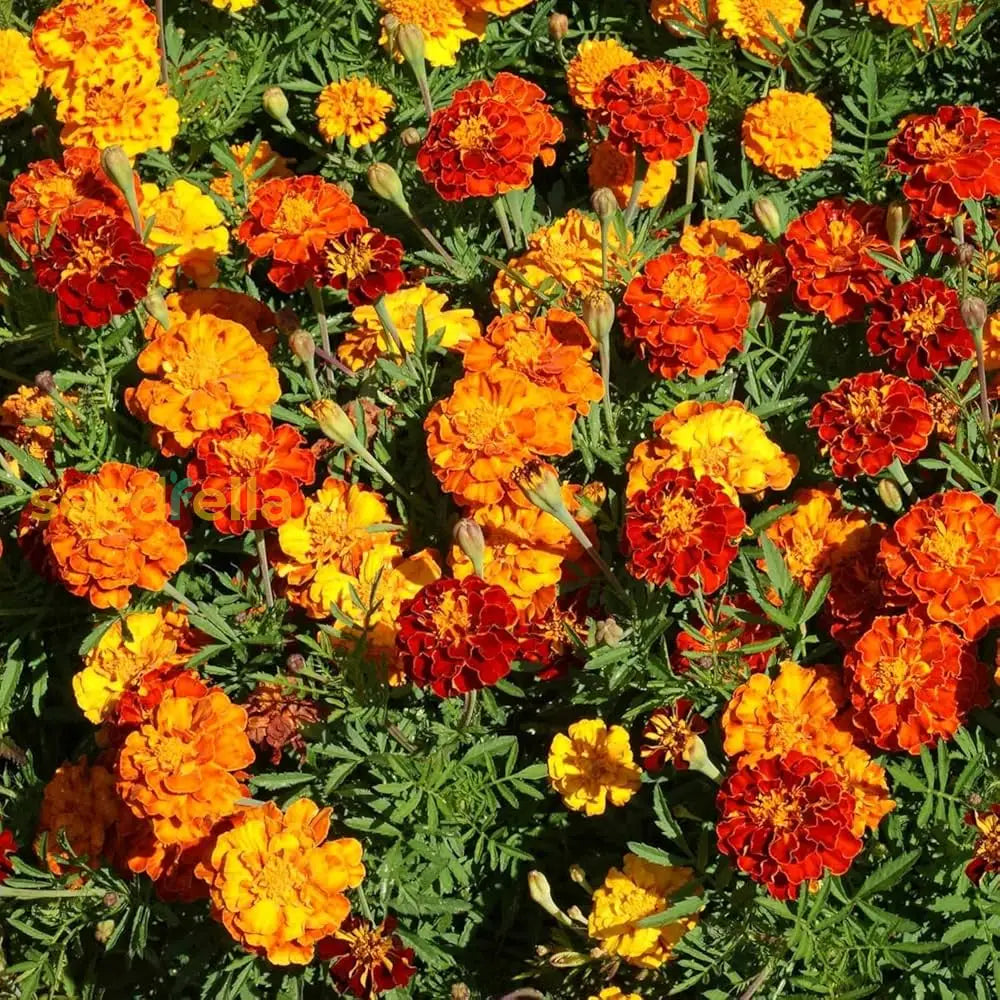 Mixed Sinensis Patula flowering seeds for gardens