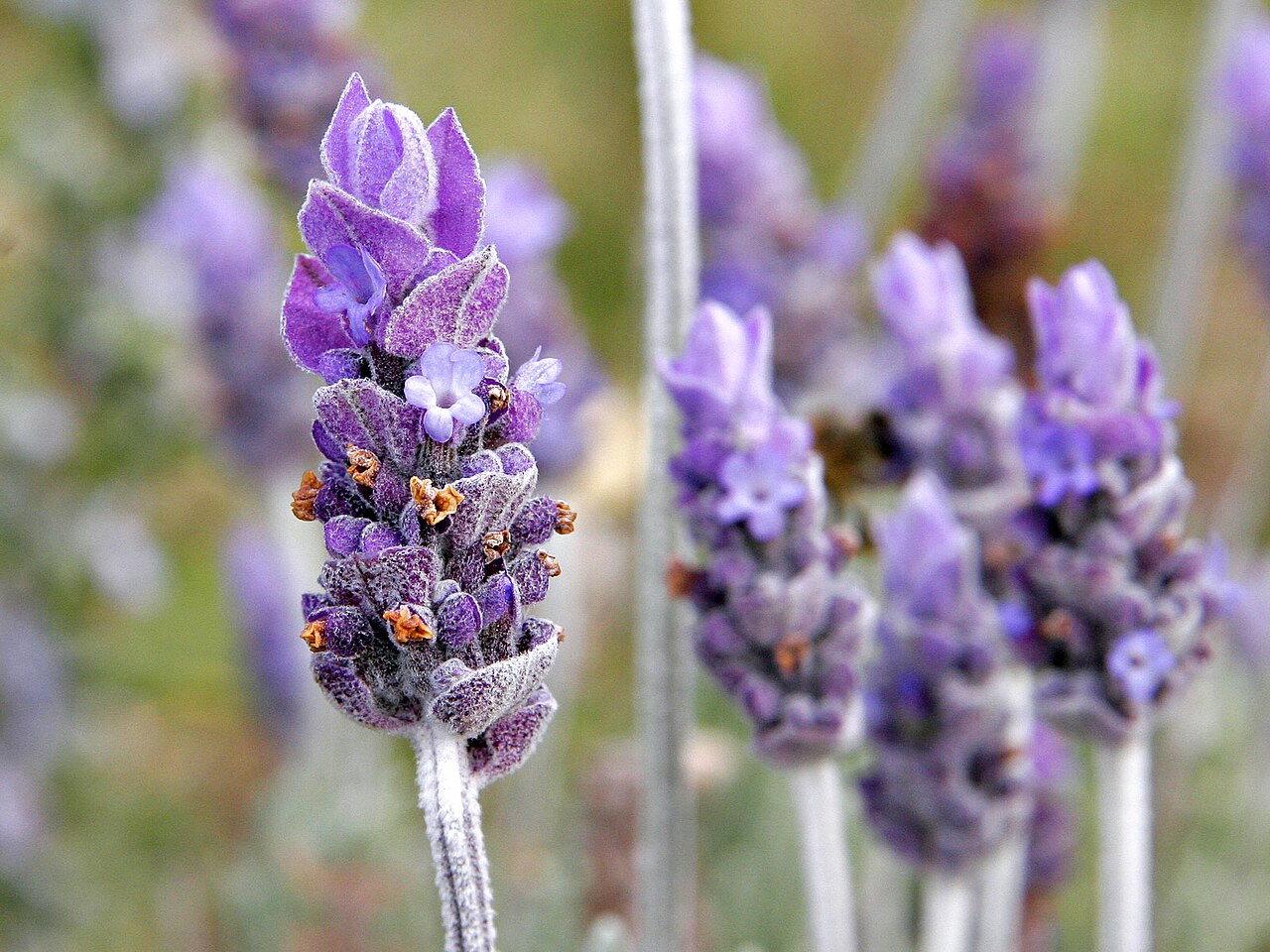 Lavender Flower seeds for Planting Wildflower Mix Heirloom & GMO Free Seeds for Home Garden