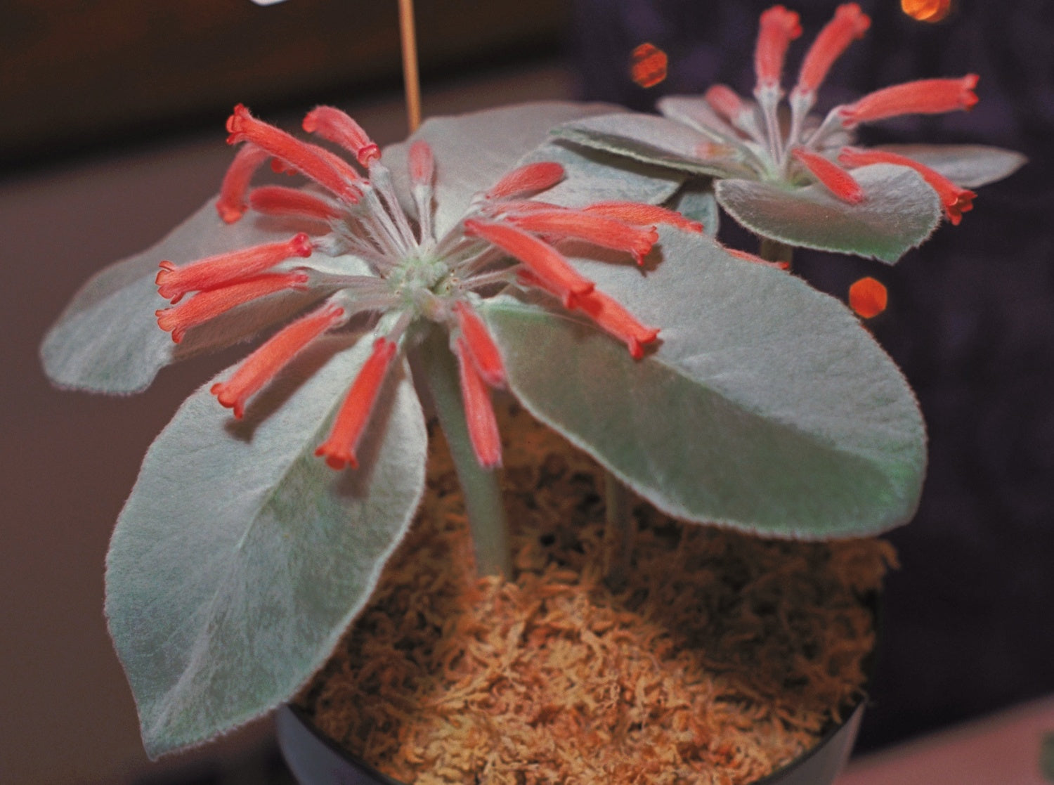 Red Sinningia Leucotricha Flower seeds for Planting - Low Maintenance, Heirloom & GMO Free Seeds for Home Garden
