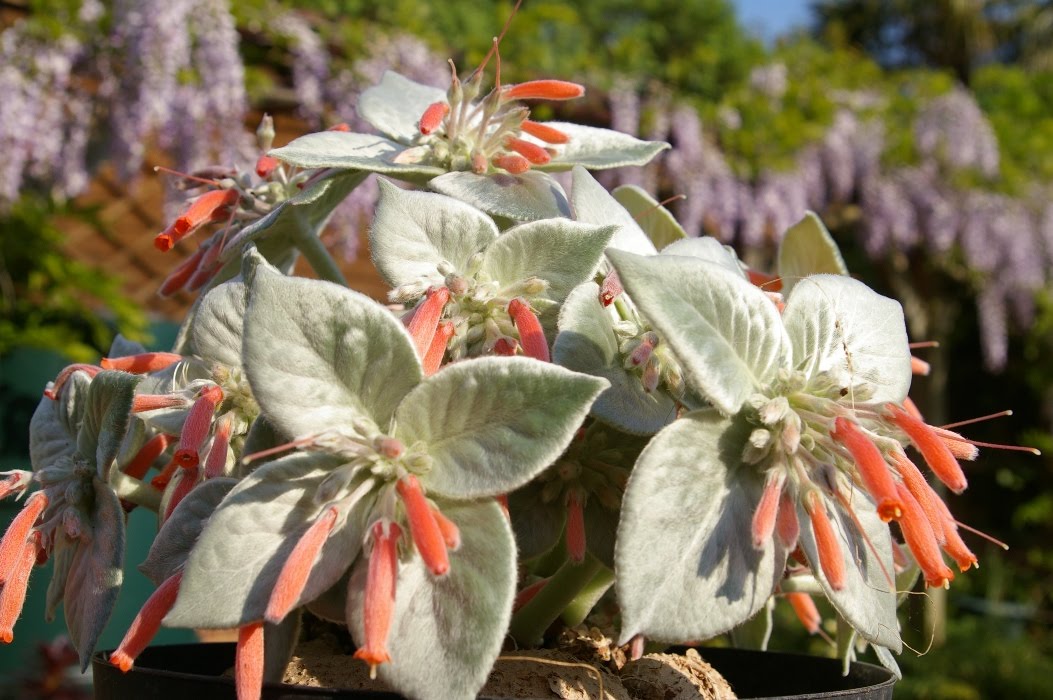 Red Sinningia Leucotricha Flower seeds for Planting - Low Maintenance, Heirloom & GMO Free Seeds for Home Garden