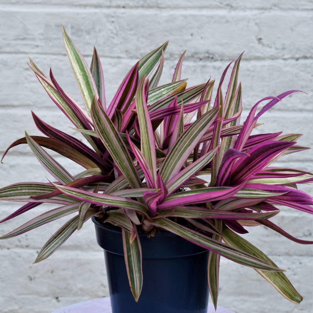 Potted plant with purple and green leaves on a light gray background