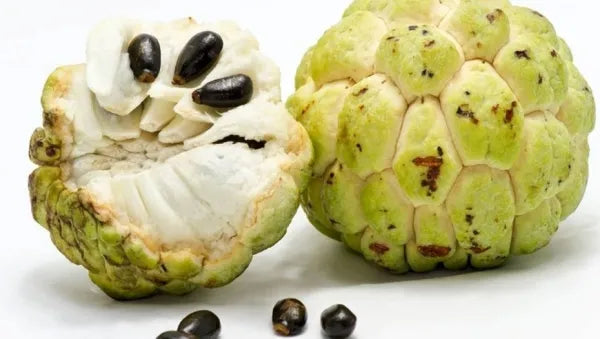 Evergrowseeds custard apple tree seeds showing tropical Sitphal fruit with green skin and sweet flesh, ready for planting.