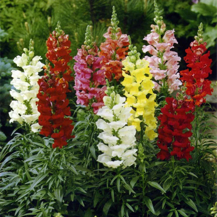 Mixed Snapdragon Flower seeds for Planting - Easy to Grow, Heirloom & GMO Free Seeds for Home Garden