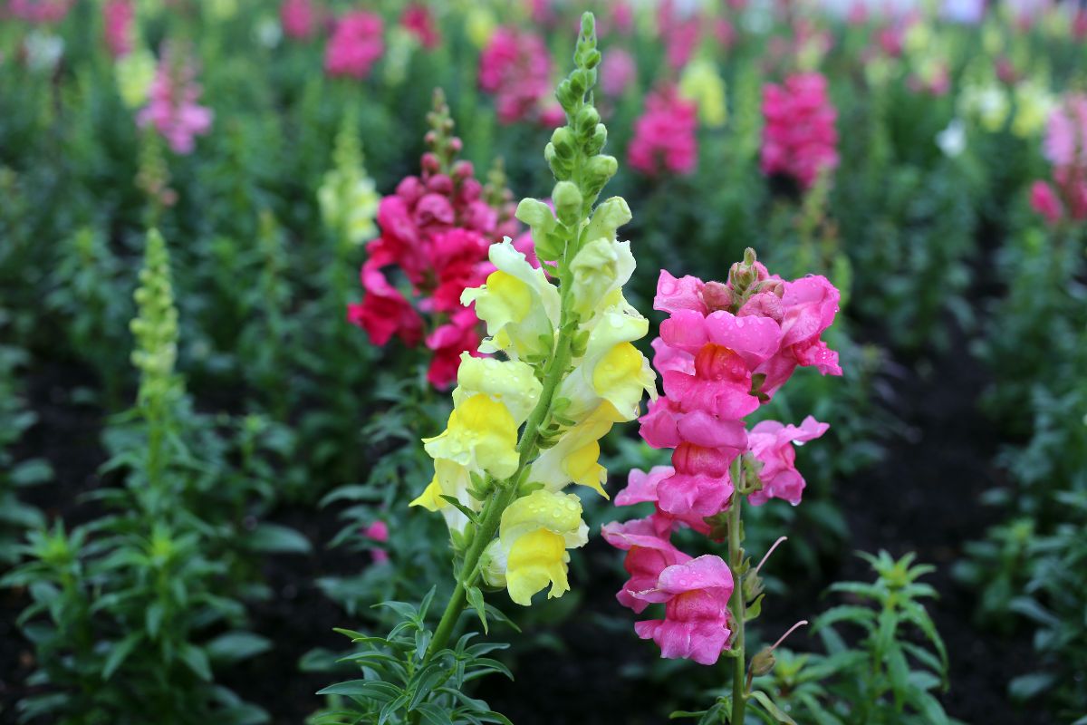 Antirrhinum Flower seeds for Planting Bright Blooms Heirloom & GMO Free Seeds for Home Garden