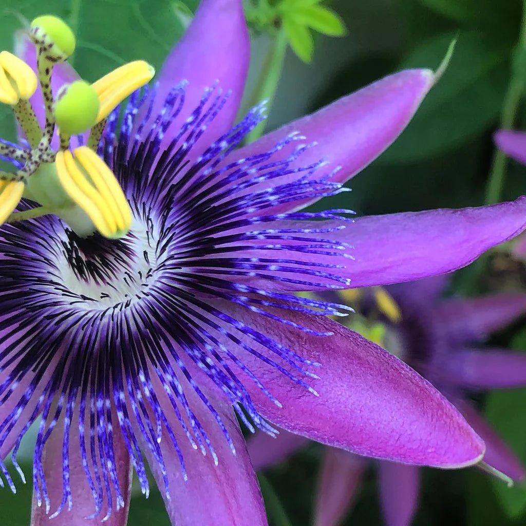 Yellow Violet Passion Flower seeds blooming in flower beds, containers, borders, and pollinator-friendly gardens