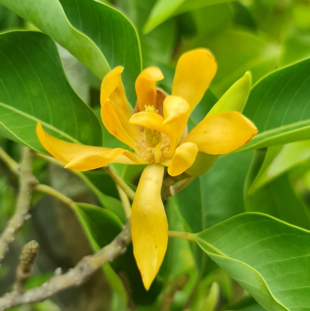 Chempaca Flower seeds for Planting - Fragrant Blossoms, Heirloom & GMO Free Seeds for Home Garden